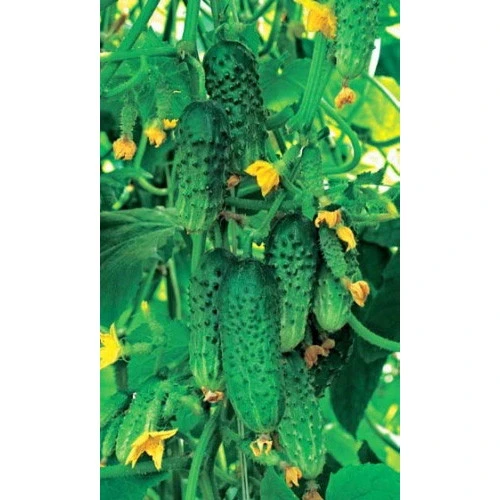 Семена Огурец Шик F1 8шт (УД) Е/П