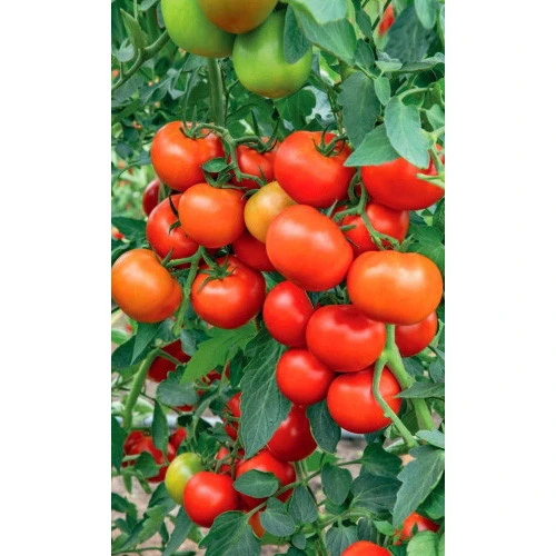 Семена Томат Огни Челябинска 0,1гр (Марс) Б/П