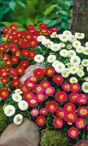 Семена Маргаритка Ягодный десерт 0,05 гр (УД) Е/П