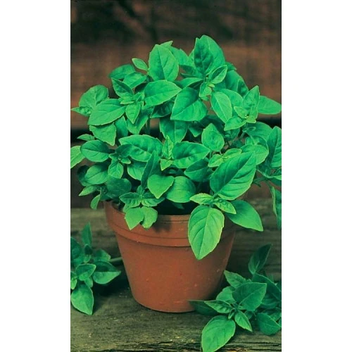 Семена Базилик Ароматный Гуляш зелёный 0,3гр (Марс) Б/П