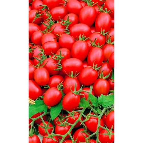 Семена Томат Шалун 20шт (УД) Е/П