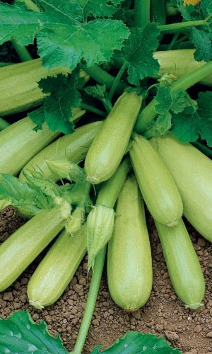 Семена Кабачок Корнишонный - цукини 6шт (УД) Е/П