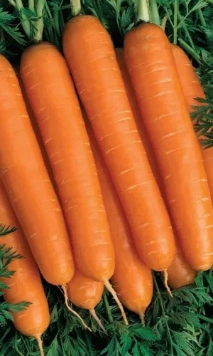 Семена Морковь Детская сладкая ГЕЛЕВОЕ ДРАЖЕ 300 шт (УД)