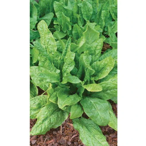 Семена Щавель Русские зелёные 0,25гр Щи (УД) Е/П 