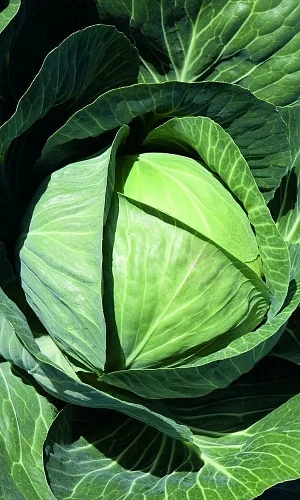 Семена Капуста белокочанная Московская поздняя 15 0,5гр (УД) Е/П +50%БЕСПЛАТНО