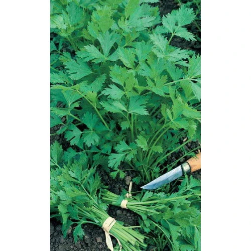 Семена Петрушка Богатырь - универсальная 2гр (УД) Е/П