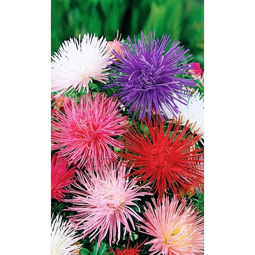 Семена Цветы Астра игольчатая Гигантские лучи (УД) ЕП_2