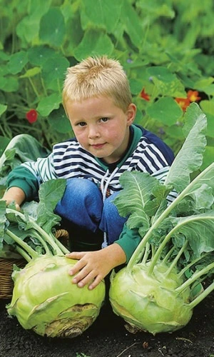 Семена Капуста кольраби Гигант 0,25гр (УД) Е/П