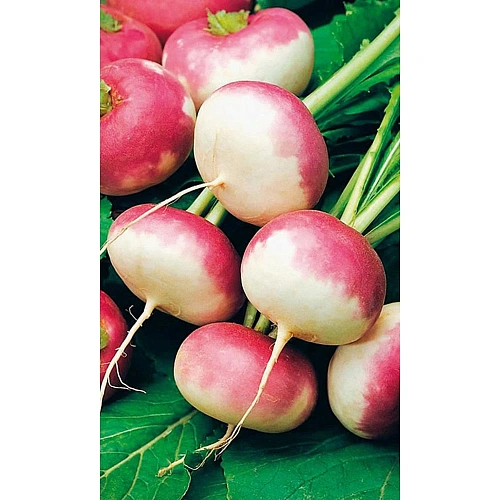 Семена Репа Розовый Мед 0,5гр (УД) Е/П