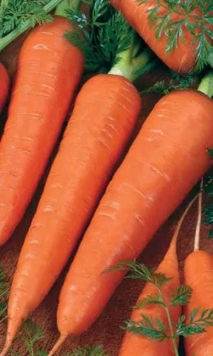 Семена Морковь Красный Великан (Роте Ризен) 1500 шт (Марс) Б/П