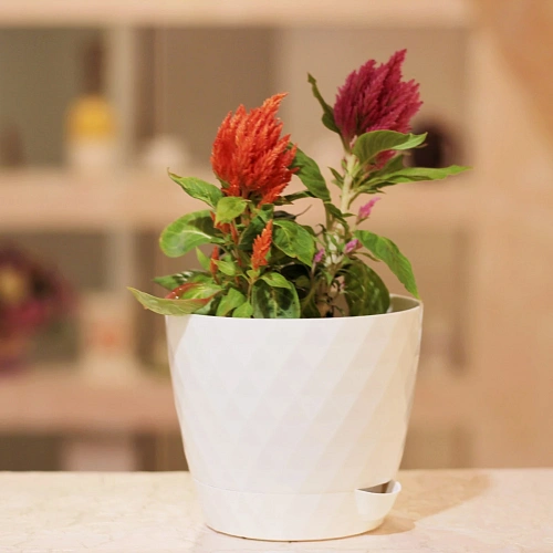 Горшок для цветов пластиковый 1л d-13,5см Румба белый_2