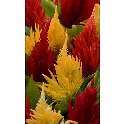 Семена Целозия Яркий факел перистая 0,1гр (УД) Е/П