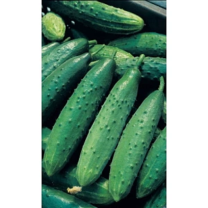 Семена Огурец Турнир F1 8шт (УД) Е/П