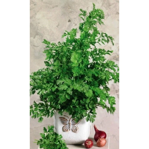 Семена Кориандр (кинза) Сибирский лекарь 2гр (УД) Е/П