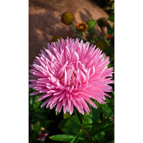 Семена Астра коготковая Розовая 0,2гр (УД) Е/П