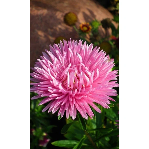 Семена Астра коготковая Розовая 0,2гр (УД) Е/П