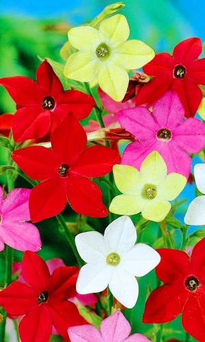 Семена Табак душистый Сенсация смесь 2гр (УД) Е/П