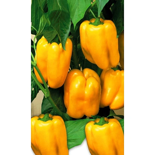 Семена Перец сладкий Жёлтый Букет 20шт (УД) Е/П