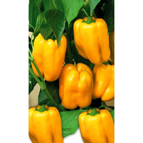 Семена Перец сладкий Жёлтый Букет 20шт (УД) Е/П