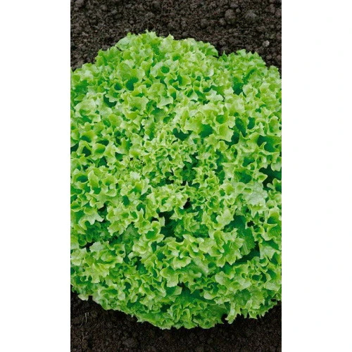 Семена Салат Тайфун 0,25гр (УД) Е/П