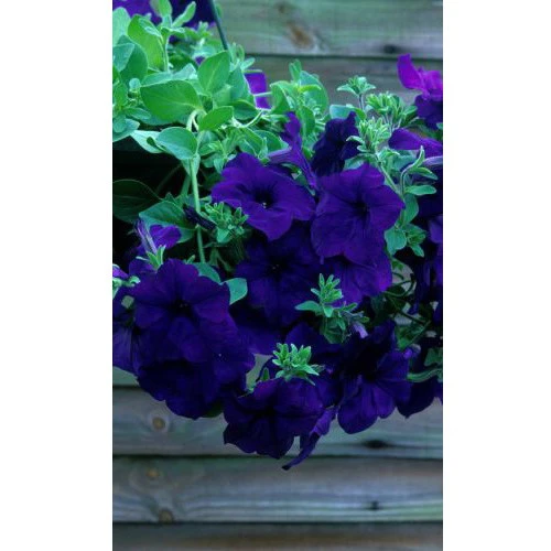 Семена Петуния Балконная Синяя 0,05гр (УД) Е/П