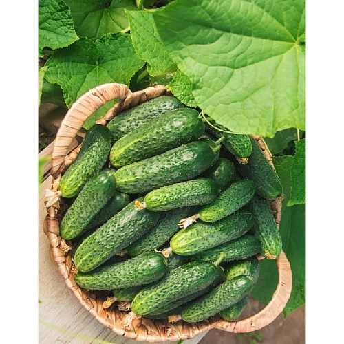 Семена Огурец Табор F1 2гр (УД) Е/П