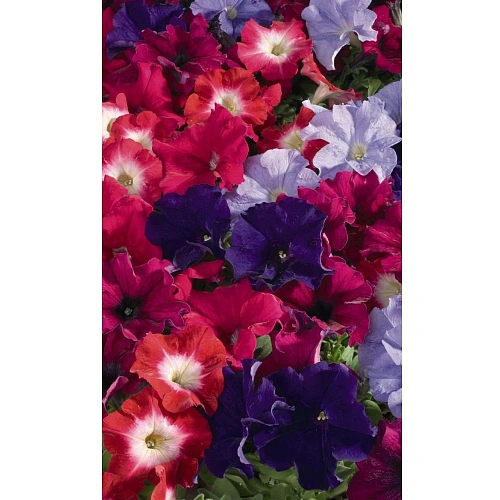 Семена Петуния Делюкс Беддинг многоцветковая 0,05гр (УД) Е/П