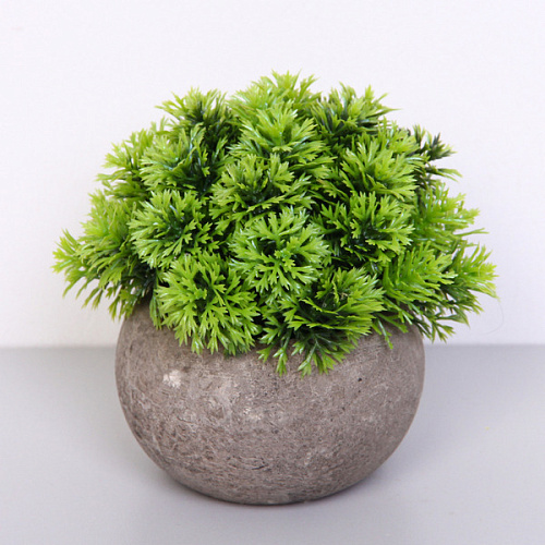 Цветочная композиция "Green garden" 10*12см в горшке, шишка