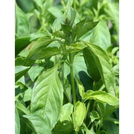 Семена Базилик Лимонный Аромат 0,3гр (Марс) Б/П